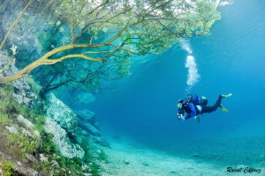 Diving under the trees by Raoul Caprez 